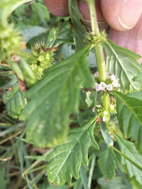 Lycopus europaeus (Lamiaceae)